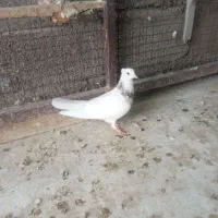 طوقی ماده