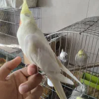 لوتینو دستی|پرنده|نجفآباد, امیرآباد|دیوار