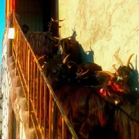 بز درجه یک بختیاری
