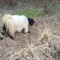 بز  داشتی و گاو