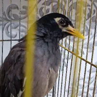 پرنده
