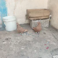 کفترنرروماده پرتقالی