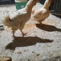 مرغ گلین اصل