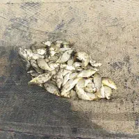 ماهی کپور مناسب شیلات|ماهی|زهک, |دیوار