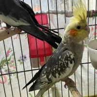 عروس هلندی مولد|پرنده|فردیس, ثابتی|دیوار