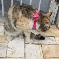 گربمون گمشده