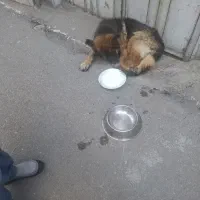 سگ ژرمن