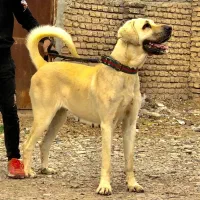 ماده سگ کانگال|سگ|پاکدشت, پاکدشت (مامازند)|دیوار