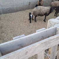فروش میشو بره|حیوانات مزرعه|باقرشهر, |دیوار