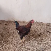 تعدادی نیمچه خروس دو رگه (پلیموت راک+گلپایگانی)