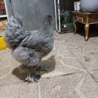 مرغ ویاندت اورنج وبرهما