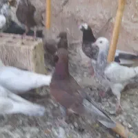 کبوتر