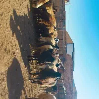 میش بره شیشک توقلی بختیاری قزل افشار