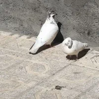 کفتر