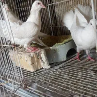 کبوتر دم چتری