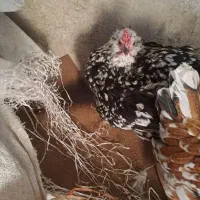 کبوتر و مرغ|حیوانات مزرعه|کوهمره, |دیوار