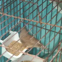 ۱ دانه جوجه فنچ|پرنده|بیجار, |دیوار