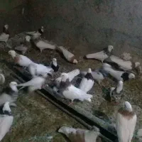 کبوتر طوقی|پرنده|مانه, |دیوار