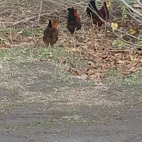 مرغ وخروس|حیوانات مزرعه|گنبد کاووس, |دیوار