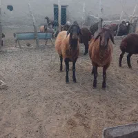 بره نرهترو