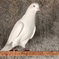 فروش تعدادی کفتر