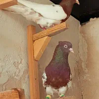 کفتر نروماده کله سرخ نوک سفید رنگ سرخ سرخ