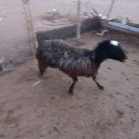 شیشک|حیوانات مزرعه|زاویه, |دیوار