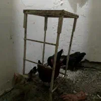 مرغ محلی تخم گذار