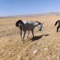 اسب|اسب و تجهیزات اسب‌سواری|سوری, |دیوار