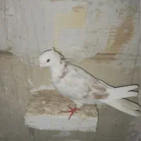 کفتر|پرنده|چهارباغ, |دیوار