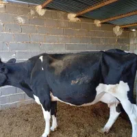 گاو شیری الان رفته داخل ۷ماه آبستن به شرط سنو