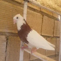 طوقی مهر