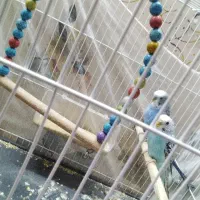 مرغ عشق جفت