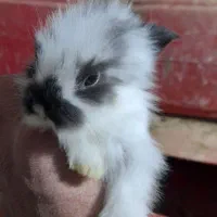 توله خرگوش لووپ اصیل|موش و خرگوش|بردسیر, |دیوار