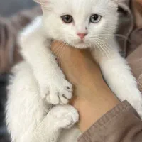 واگذاری غیر رایگان گربه|گربه|بیرجند, |دیوار