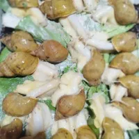 واگذاری ۱۵۰ حلزون مولد آفریقایی