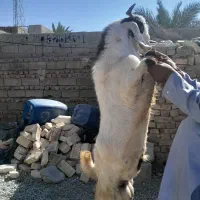 فروش فوری تروشت محلی 18 تومان