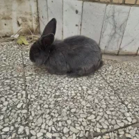 حیوانات خانگی|موش و خرگوش|مبارکه, |دیوار