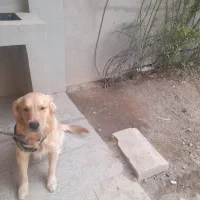 سگ نگهبان گلدن