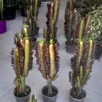 افوربیا گلدان سایز 14 پرشاخه
