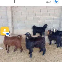 فروش کهره و بره