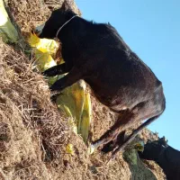 گوساله ماده گوشتی