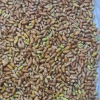 سنجد تر و تازه رسیده ، خوردنی