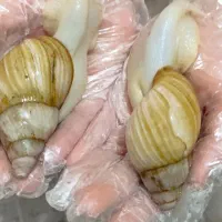 حلزون|خزنده|زرقان, |دیوار