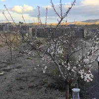 فروش باغ در۵کیلومتری زنجان