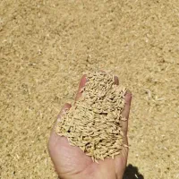 فروش جومحلی درجه یک