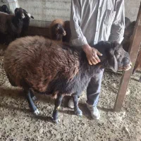 گوسفند|حیوانات مزرعه|صوفیان, |دیوار