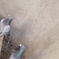 درجه یک|پرنده|جنت, |دیوار