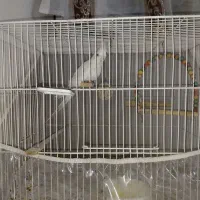 عروس هلندی بالغ|پرنده|مشهد, گلبرگ شمالی|دیوار