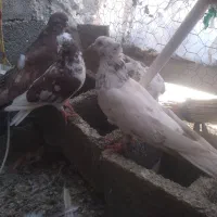 کبوتر|پرنده|شباب, |دیوار